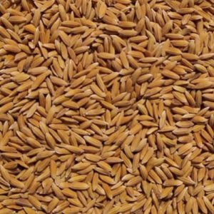Swarna Rice (MTU 7029)